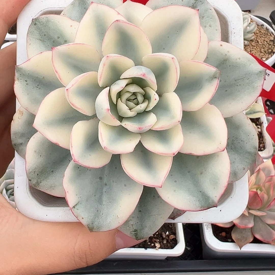 79号奶油黄桃宽锦多肉植物