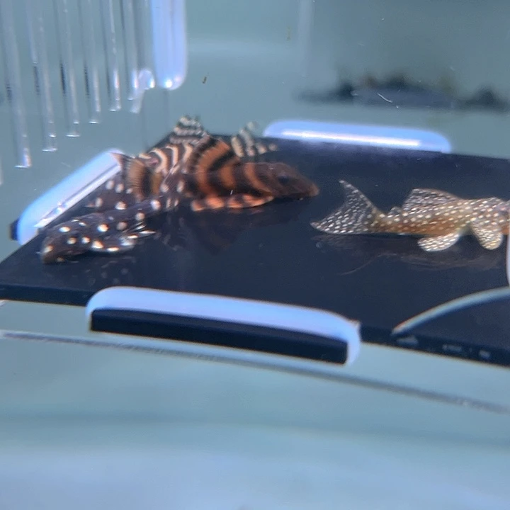 清道夫鱼14-013组合4条