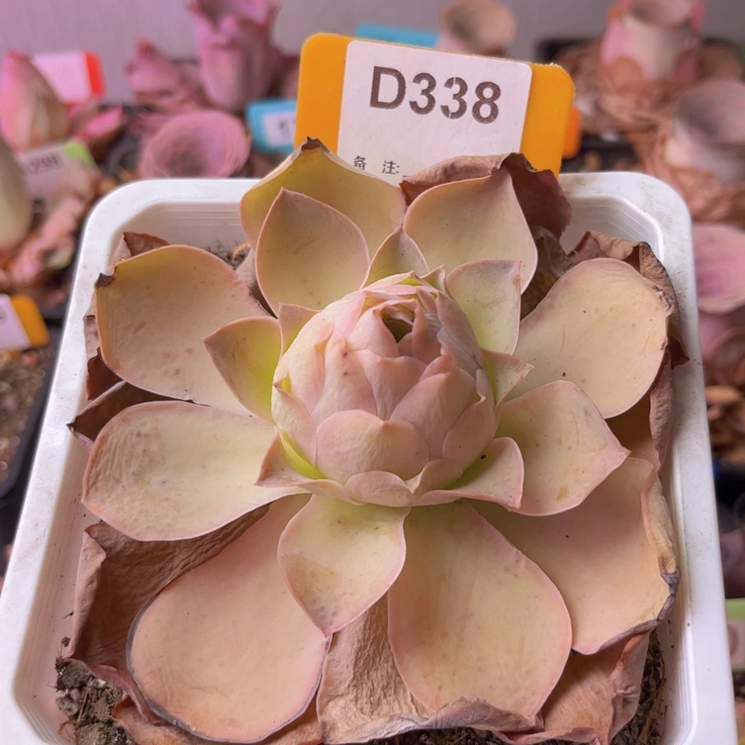 山地玫瑰一物一拍D338