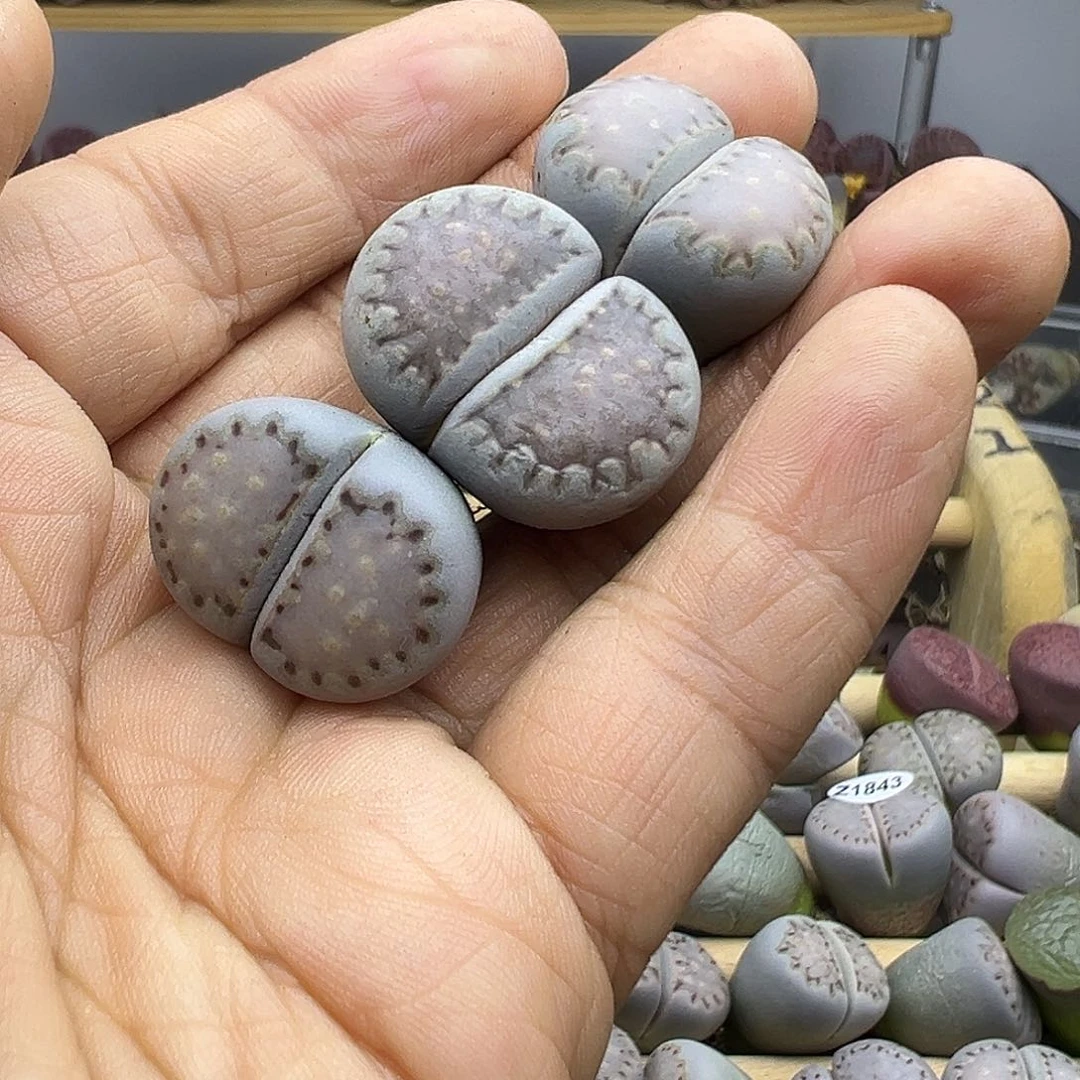 春*1848开播福利炸11111111111