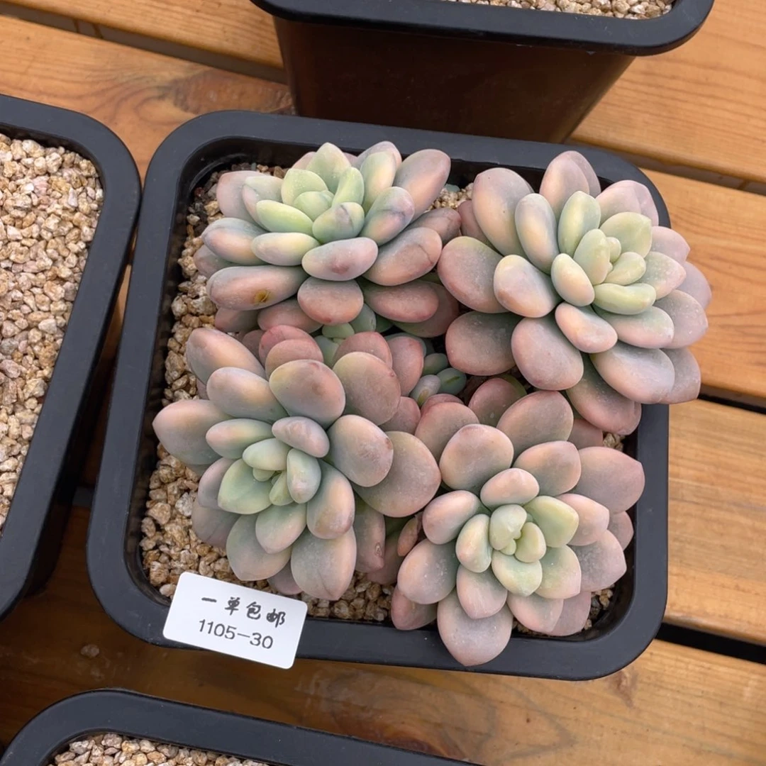 1105-30-洛神锦。，，，，