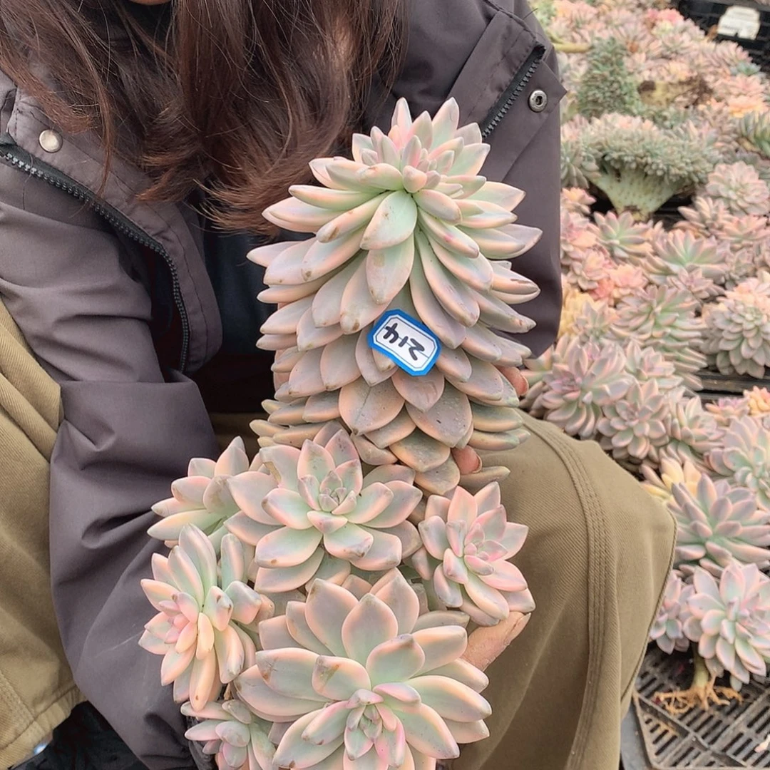 214 淡雪锦一物一拍