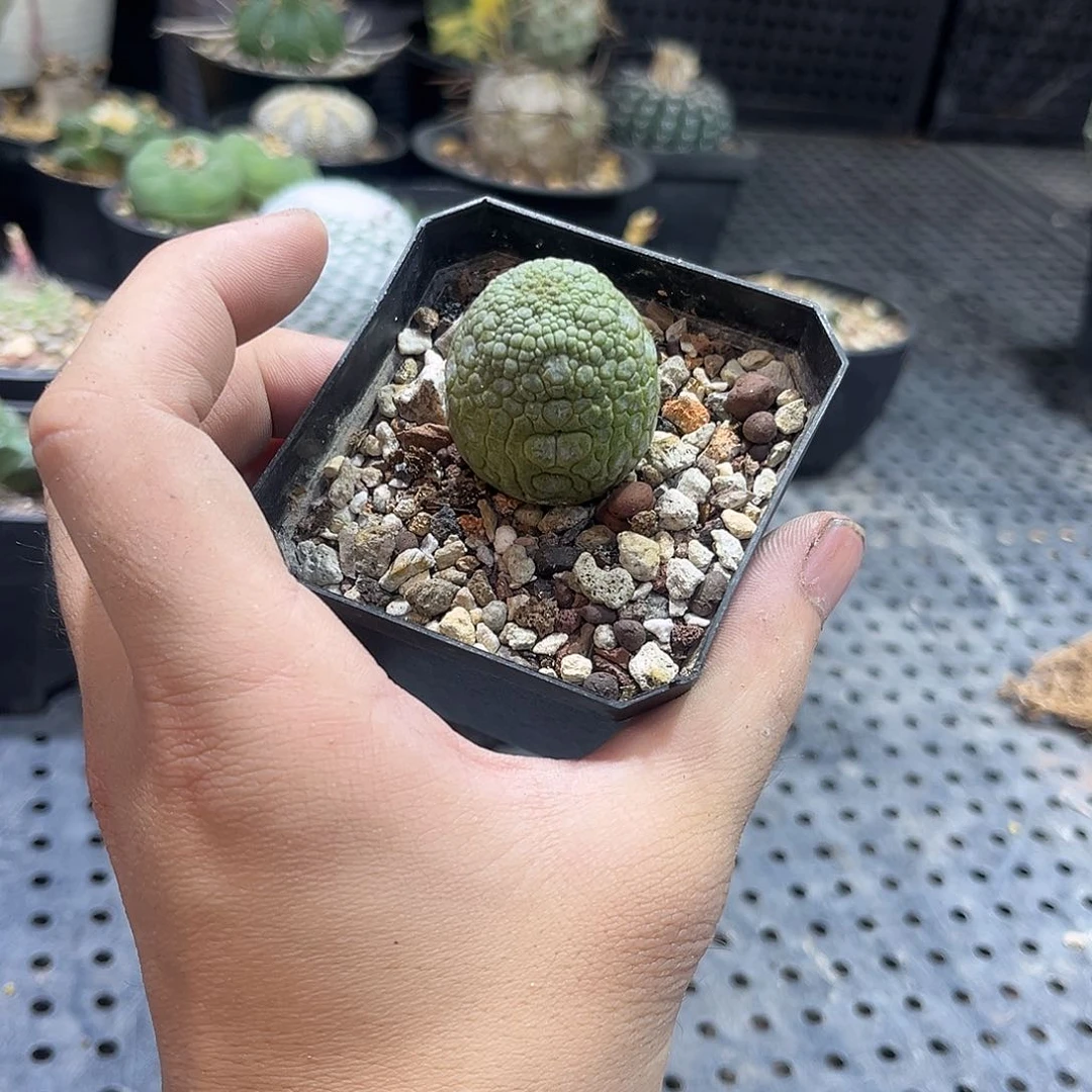 凝蹄玉6666699999999