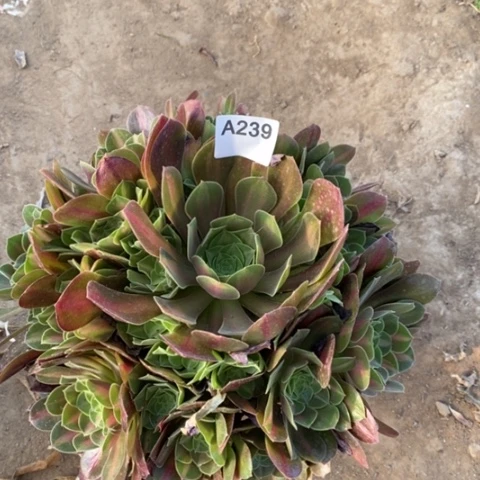 粉女巫中班一物一拍