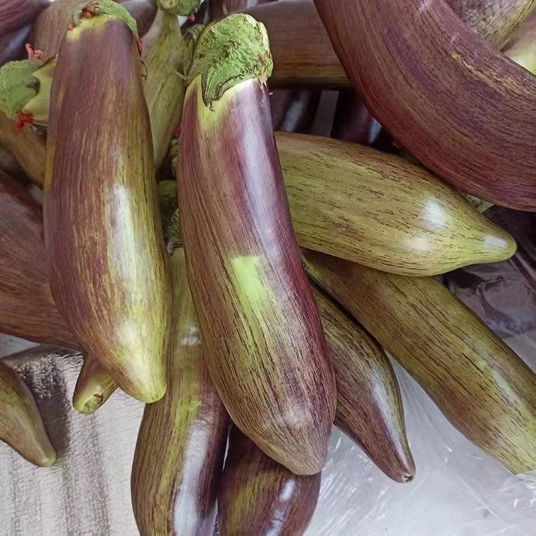 东北面包茄子新鲜