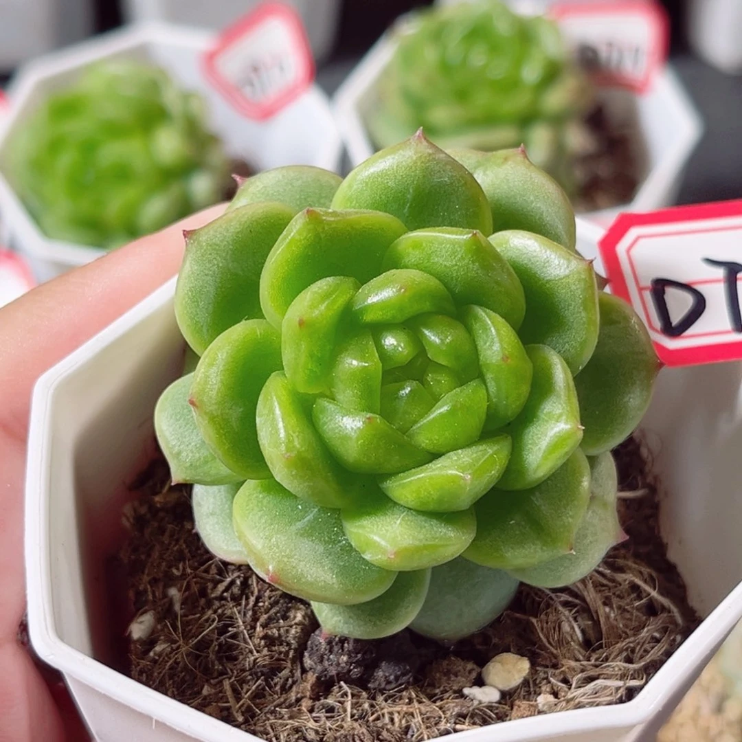 D715 一物一拍 18包邮 灯泡