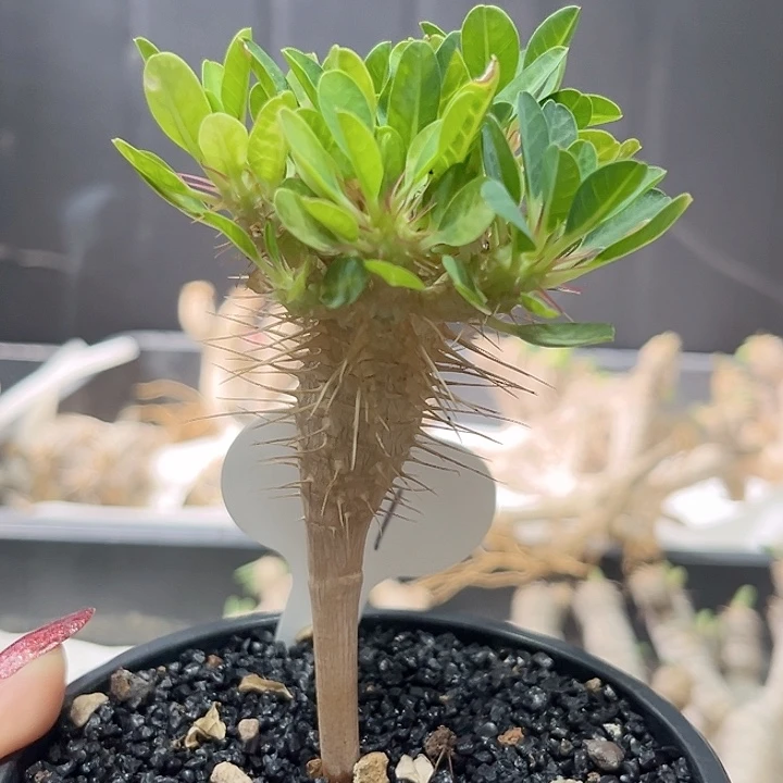 来***茶601鬼切阁哈哈哈哈哈
