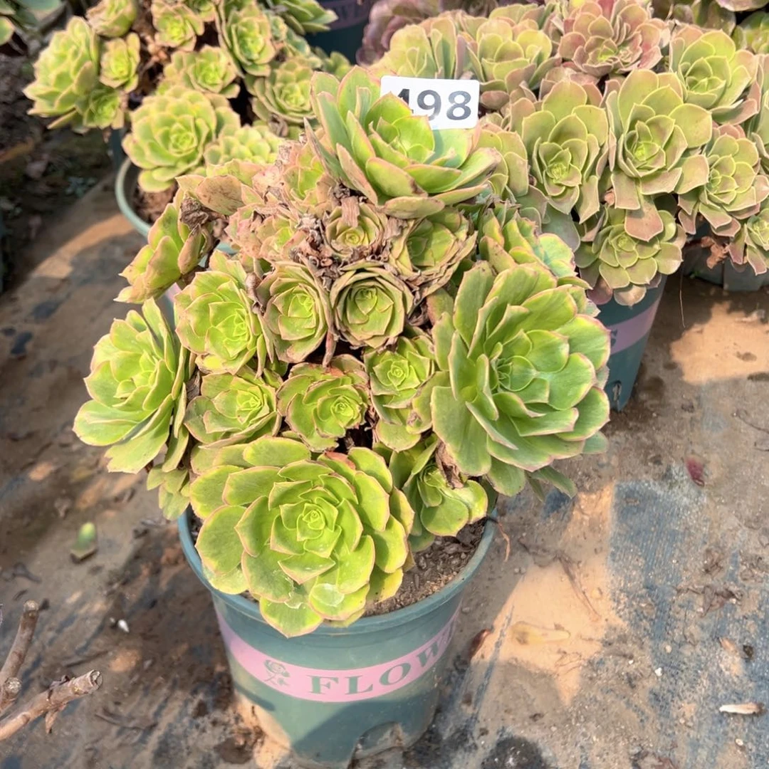 多肉植物金秋498号