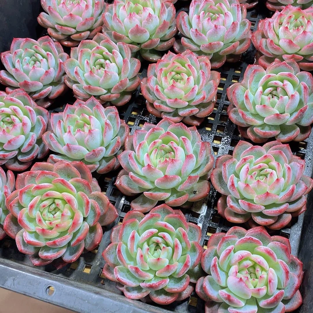 量拍60号 红鸾单头一个