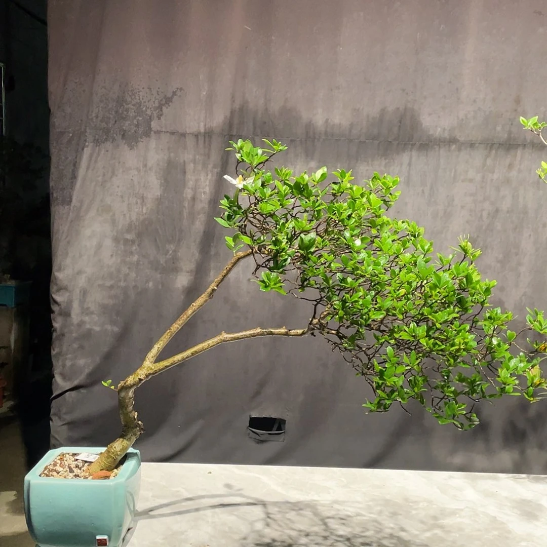 薰***草无花朵栀子花包邮哦哦哦