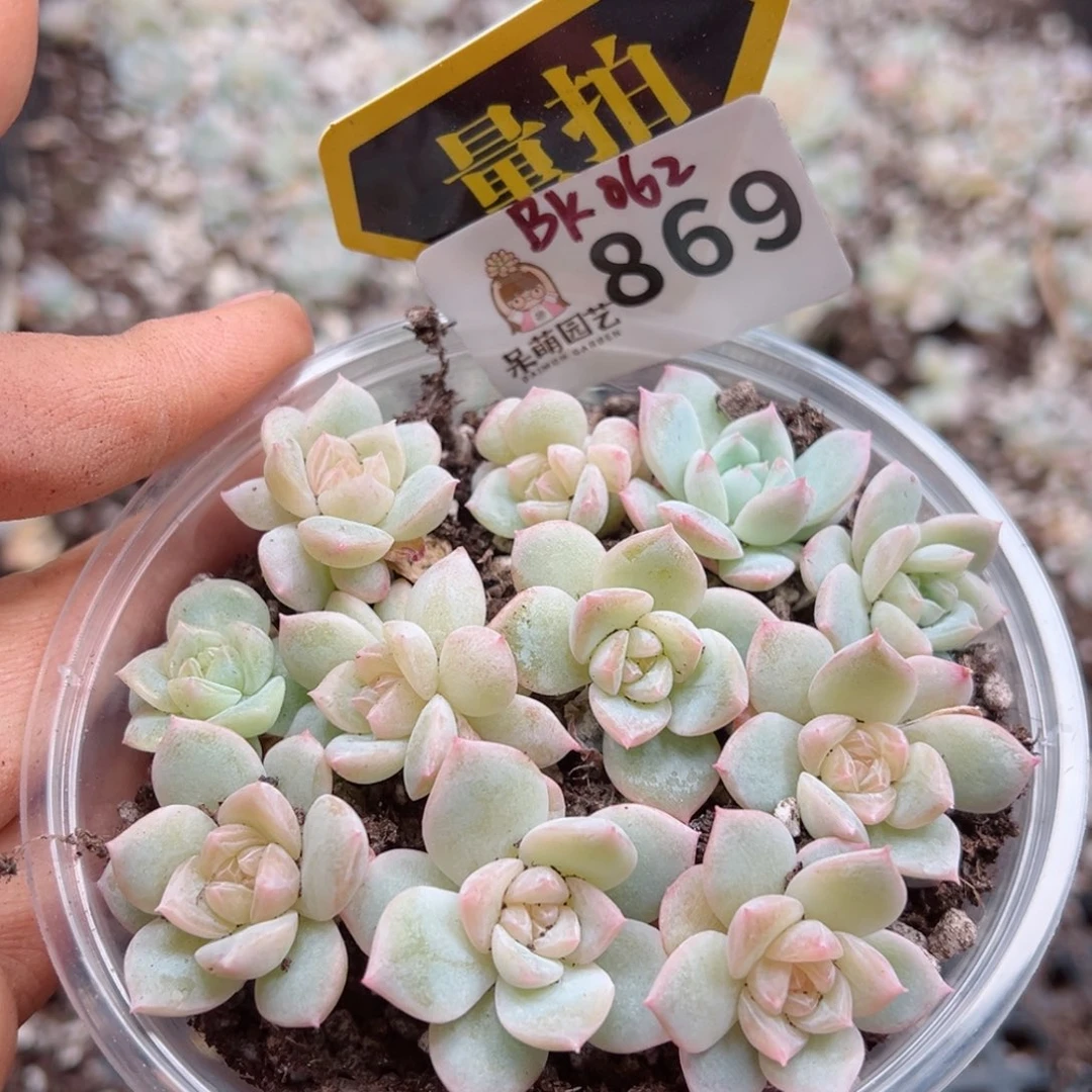 多肉植物多肉植物