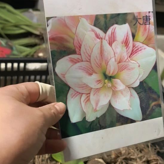 当前无花栽培后可以开花大唐5厘米裸根球