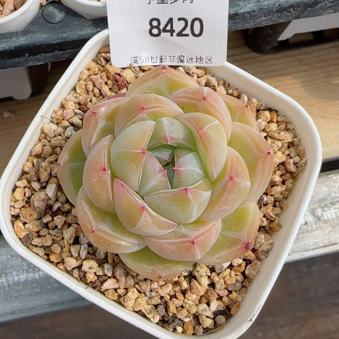 钻石珍妮，8420多肉植物