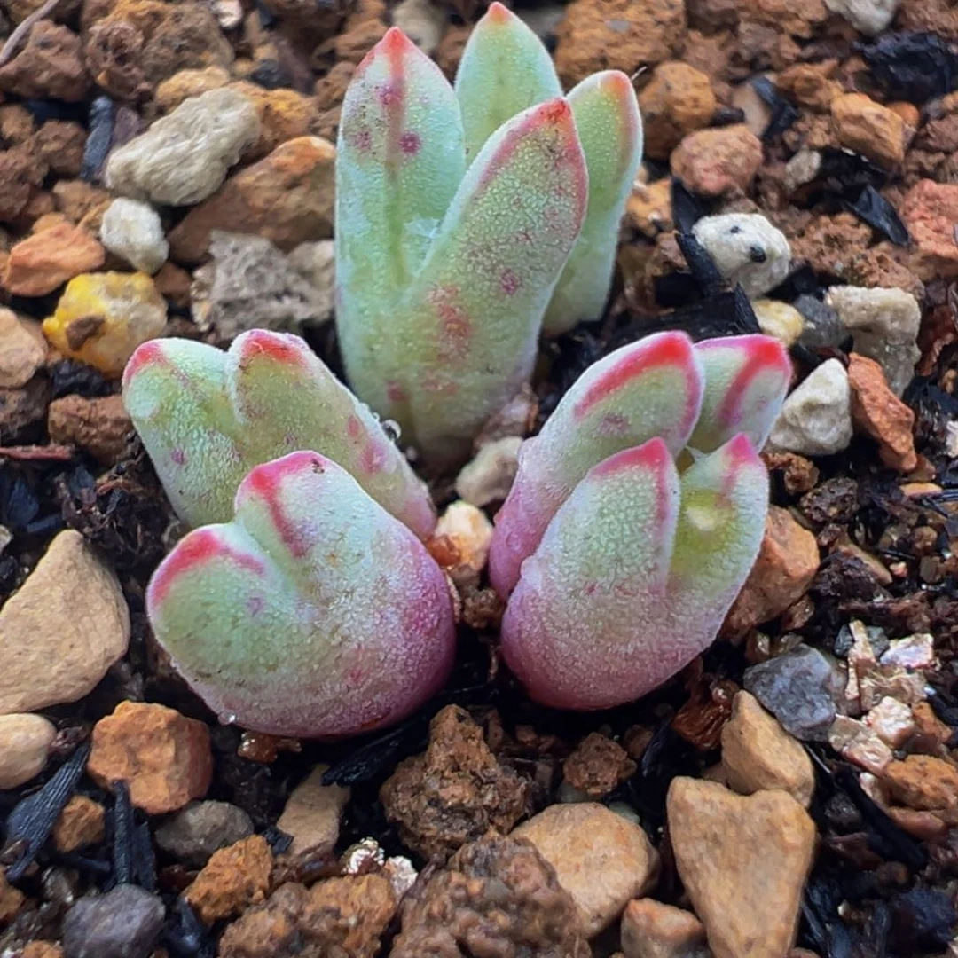 185多肉植物种类多样