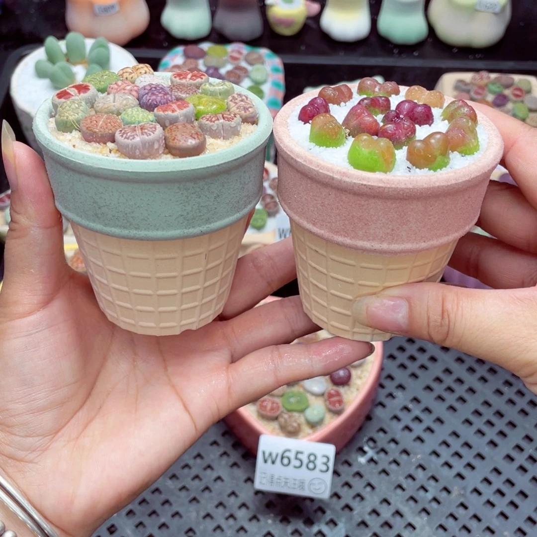 w6584 带盆土发货一物一拍