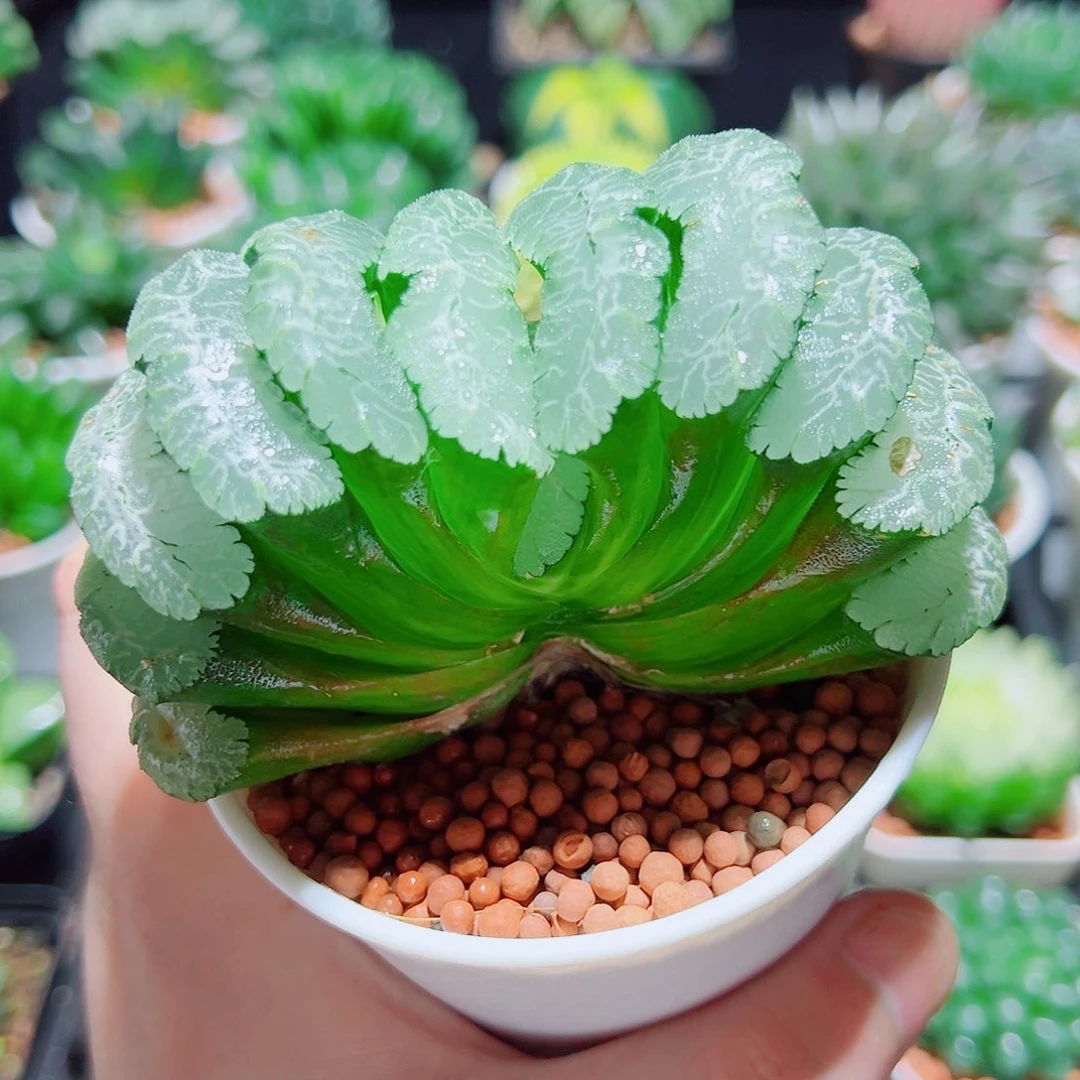 大母本虞姬玉扇多肉