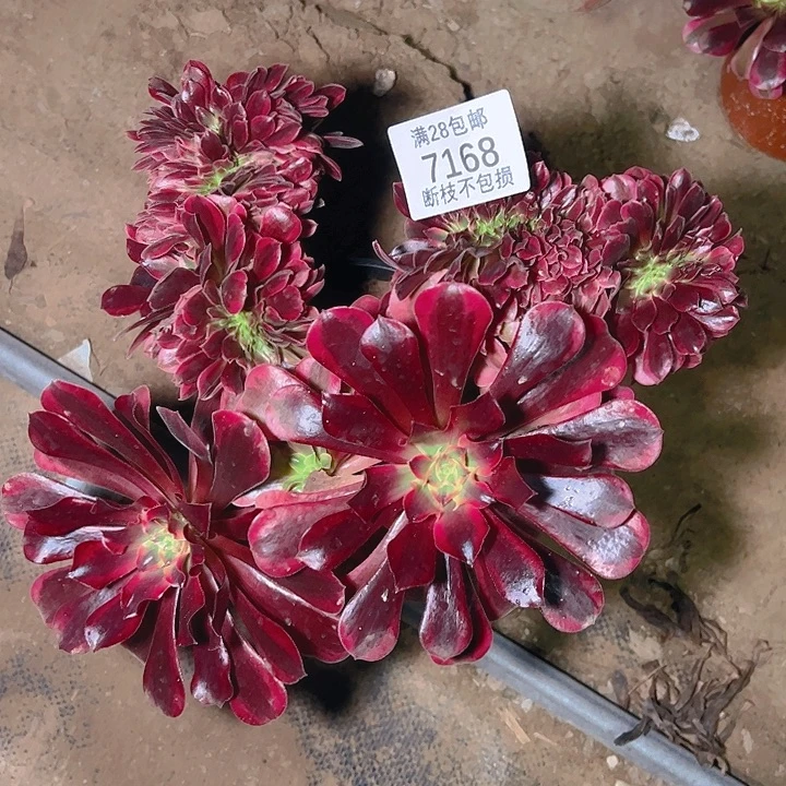 7168美杜莎缀多肉植物