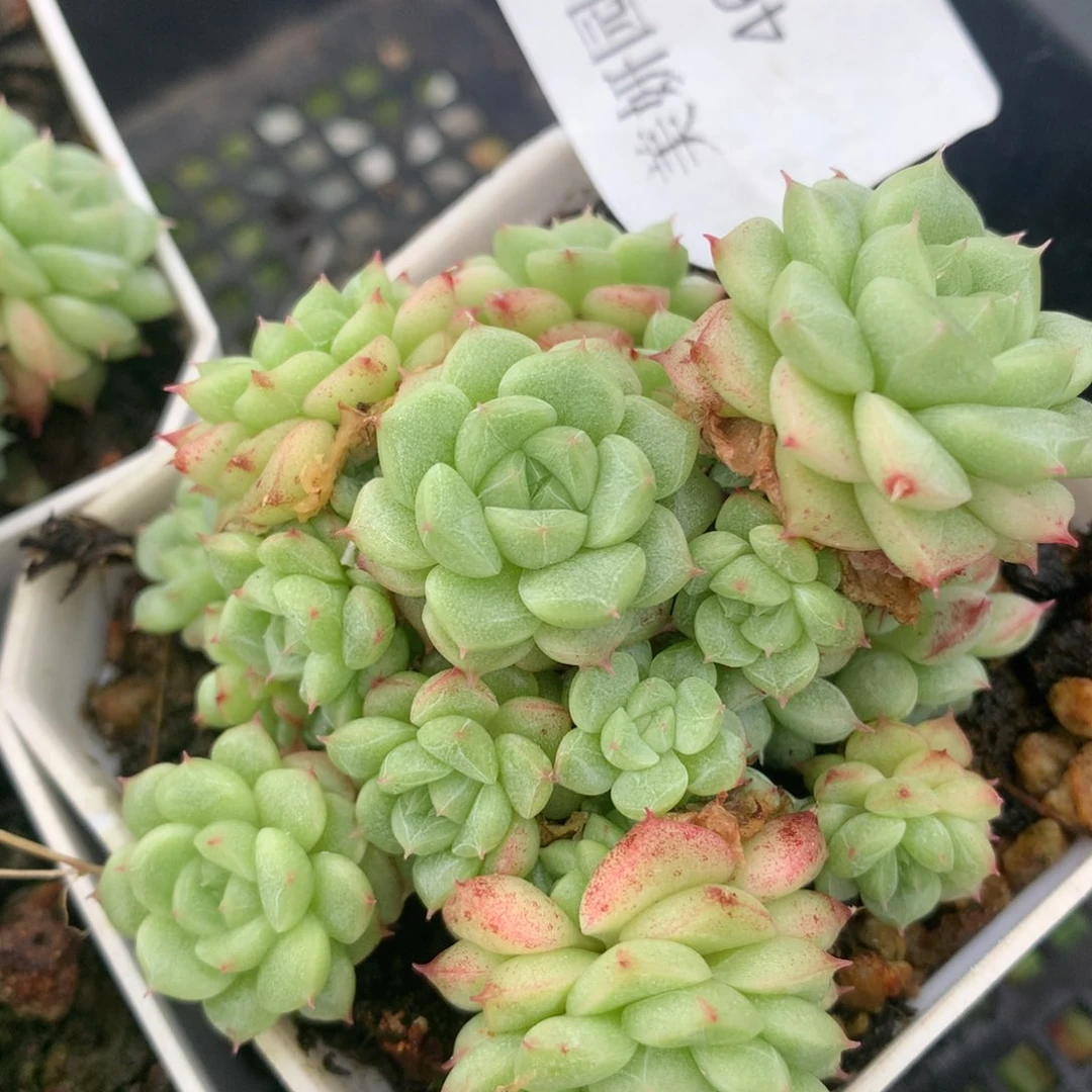 对*0527-461 珍妮优选