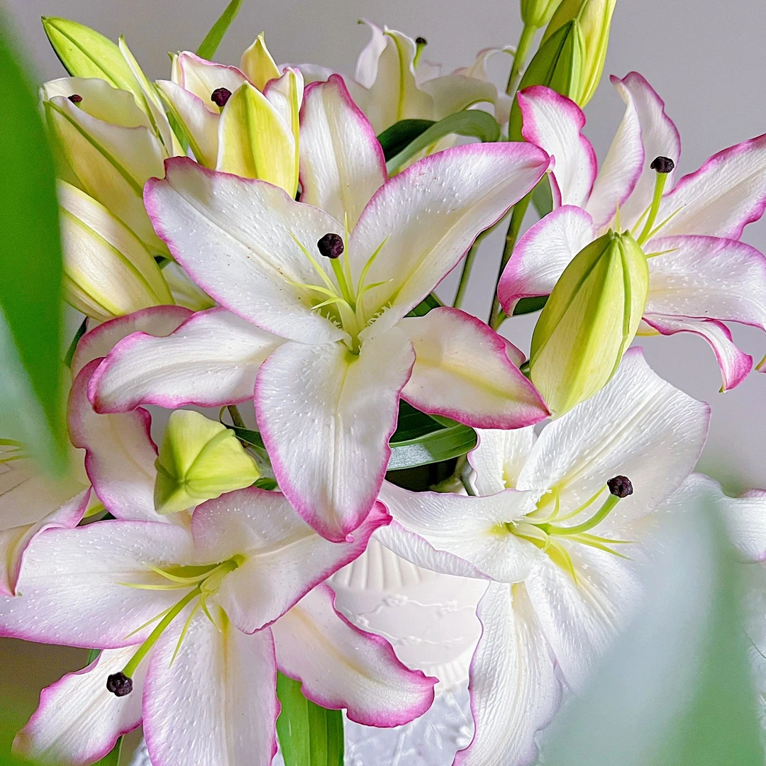 【小阿阮】唇彩 ·A级白粉色香水百合中秋节轻奢云南鲜花 顺丰直发