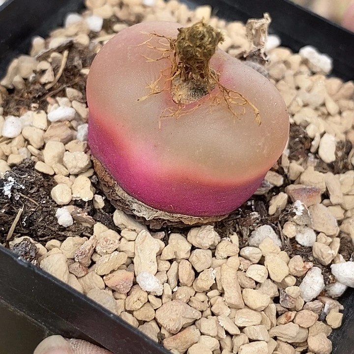 神*5503单头冰魄母本