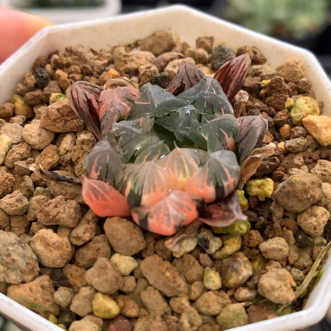 广赖玉露锦，带盆一起