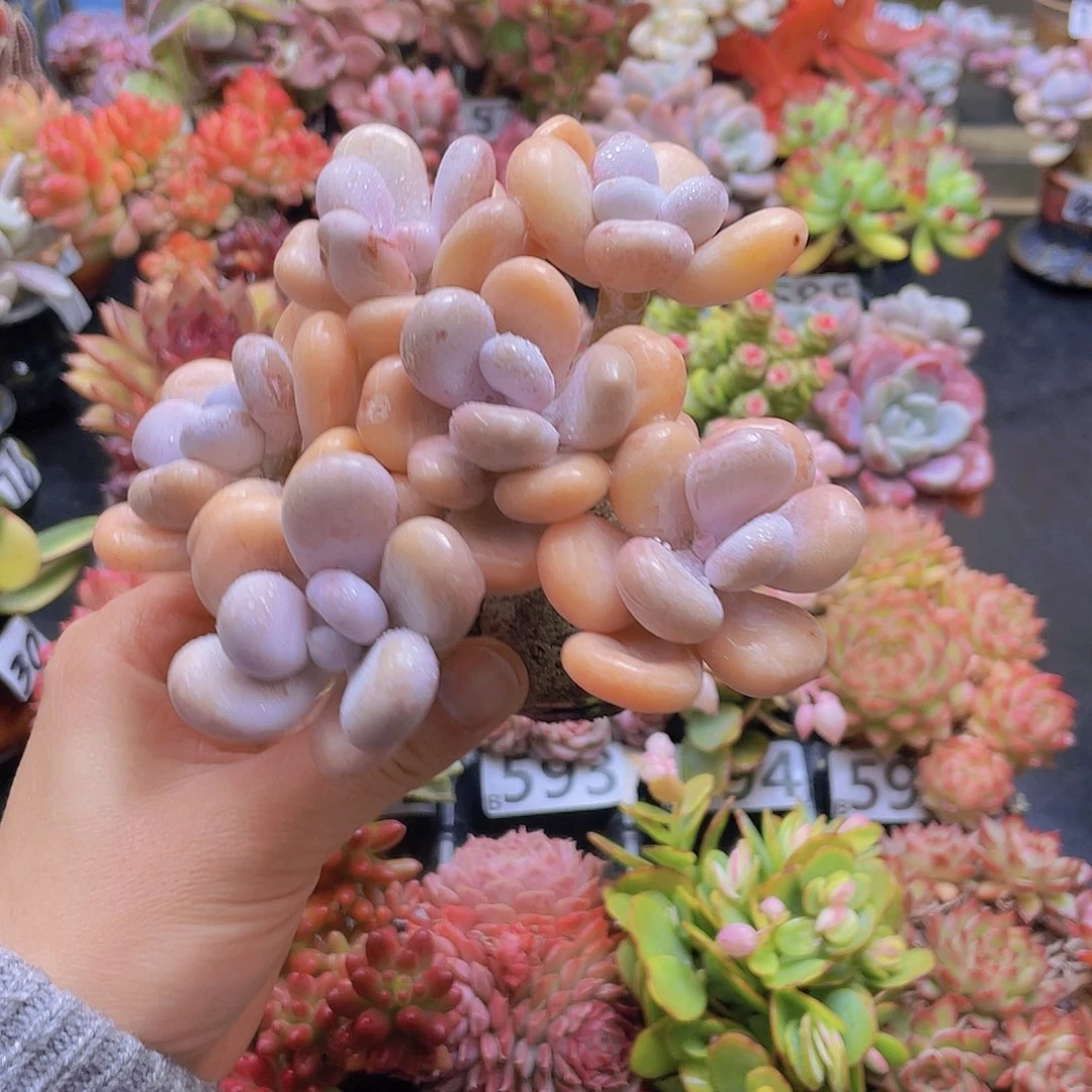 打***烊花钱花钱花钱花钱花钱