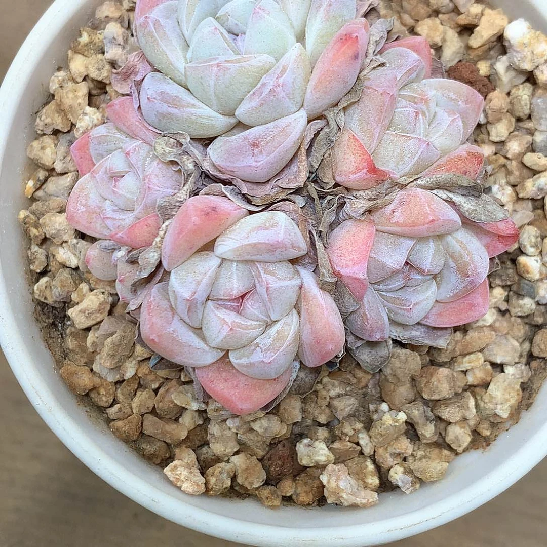 冰玉冰玉冰玉冰玉