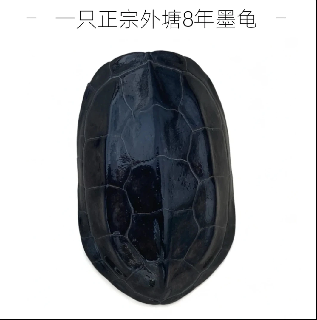 【正宗外塘8年瑕疵墨龟】品相不包售后， 包活7天 到手360度开箱视频