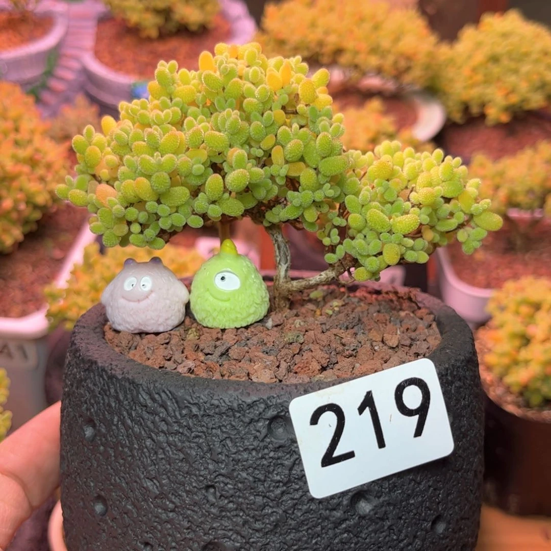 219金橘可爱多肉植物