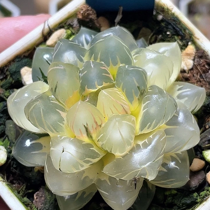 哈****703糊斑水中月锦特选福利