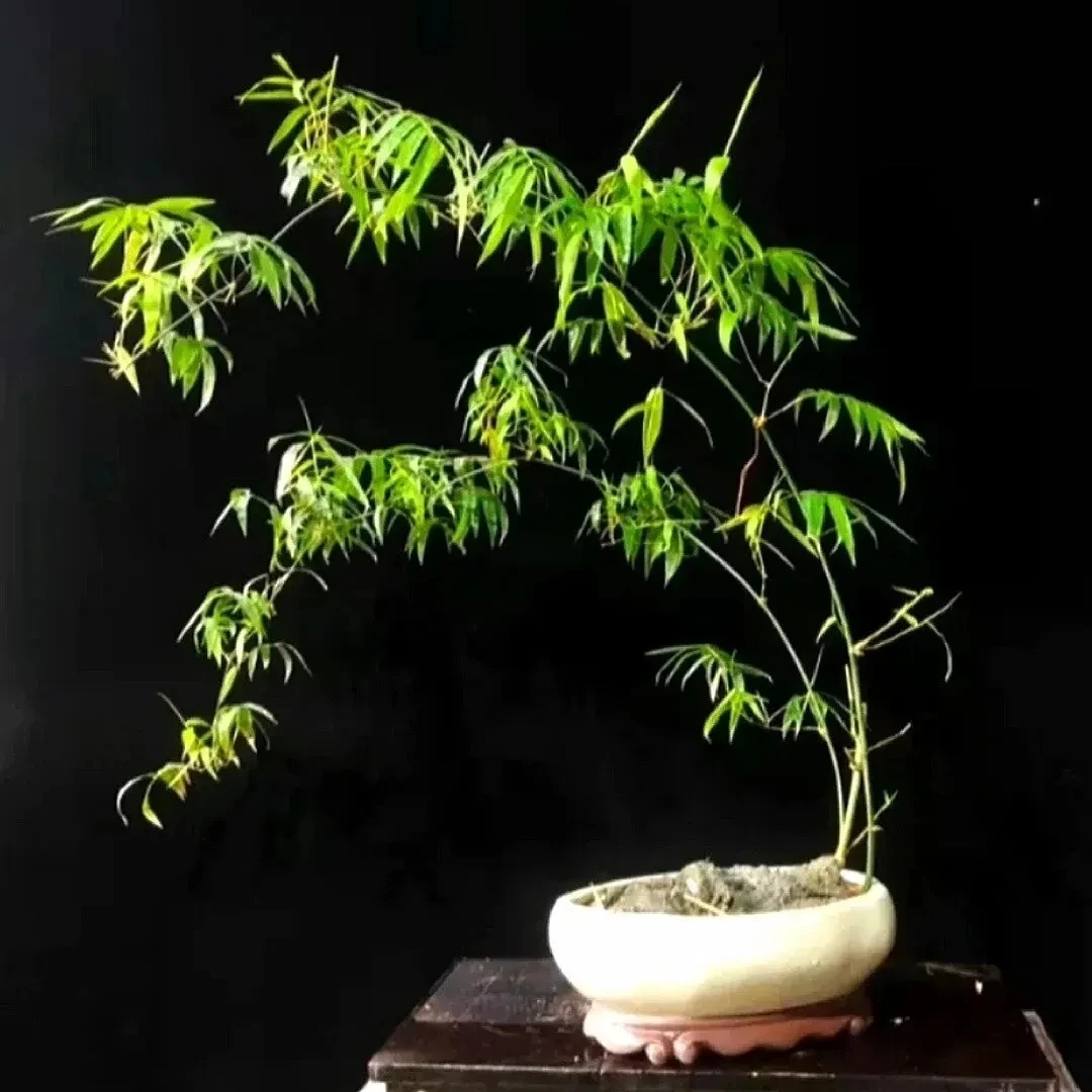 小叶簕竹竹子观音竹罗汉竹小叶勒竹，生桩好活盆栽绿植盆景金雷竹