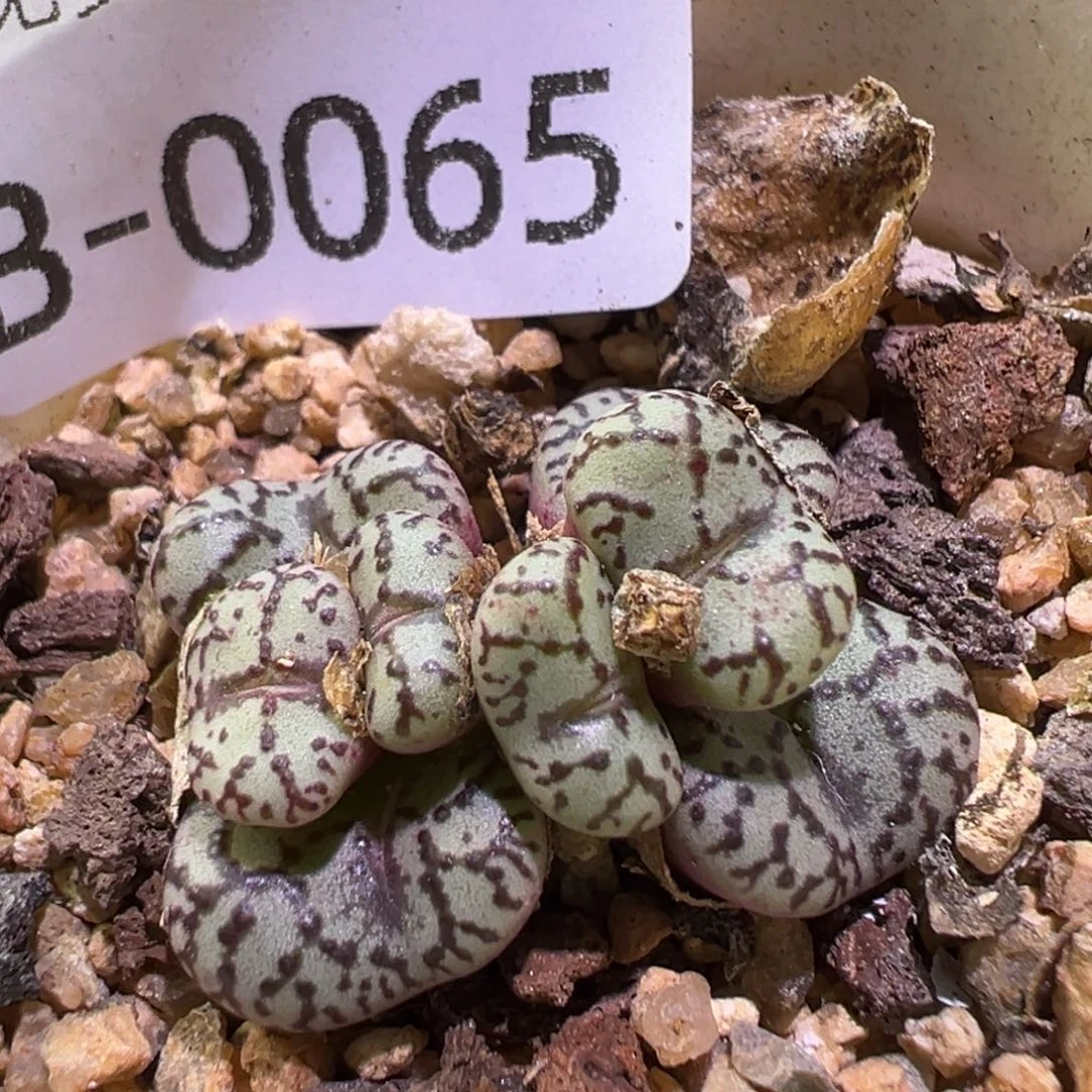 多肉植物1111111111111