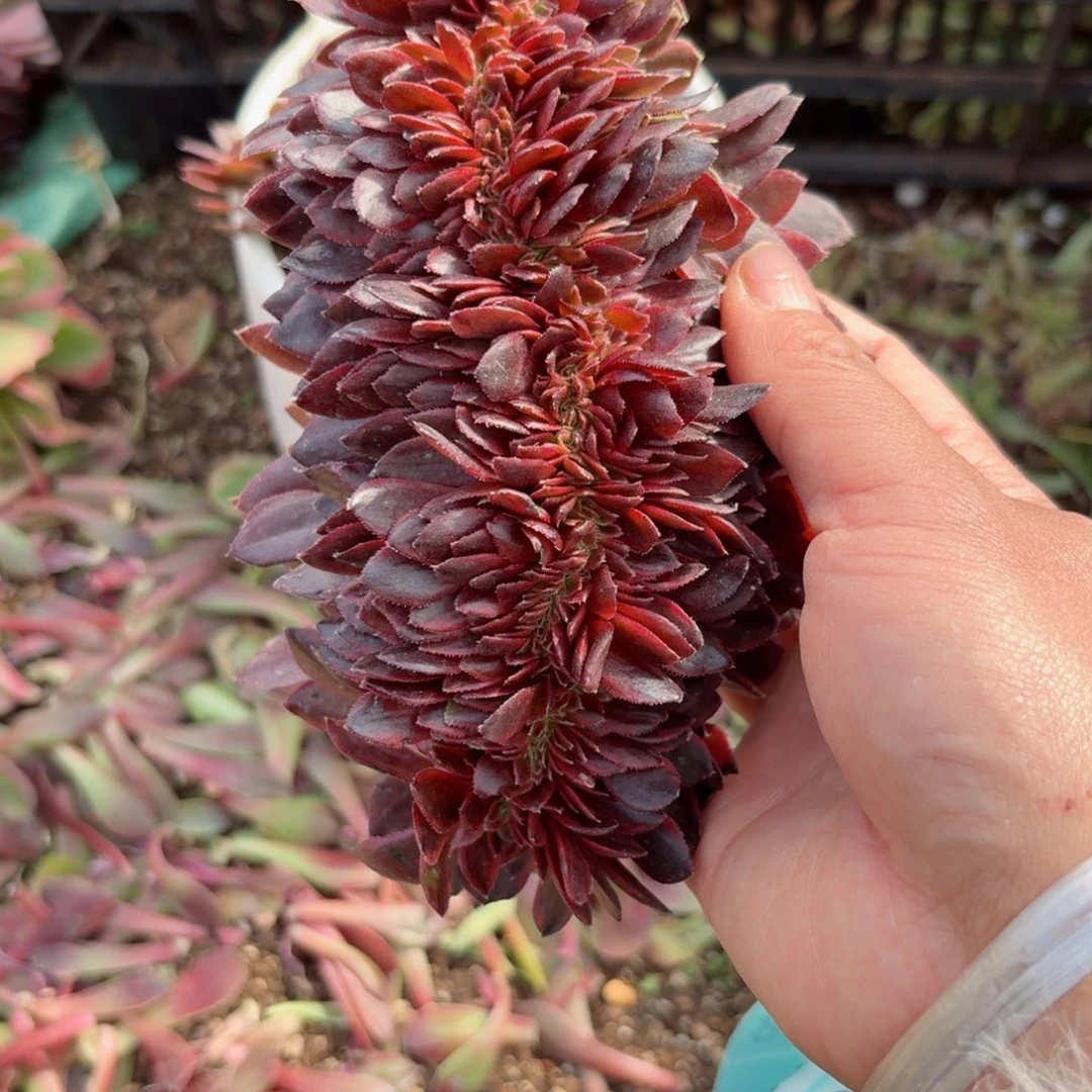 我8360 号多肉法师新年特价没有根