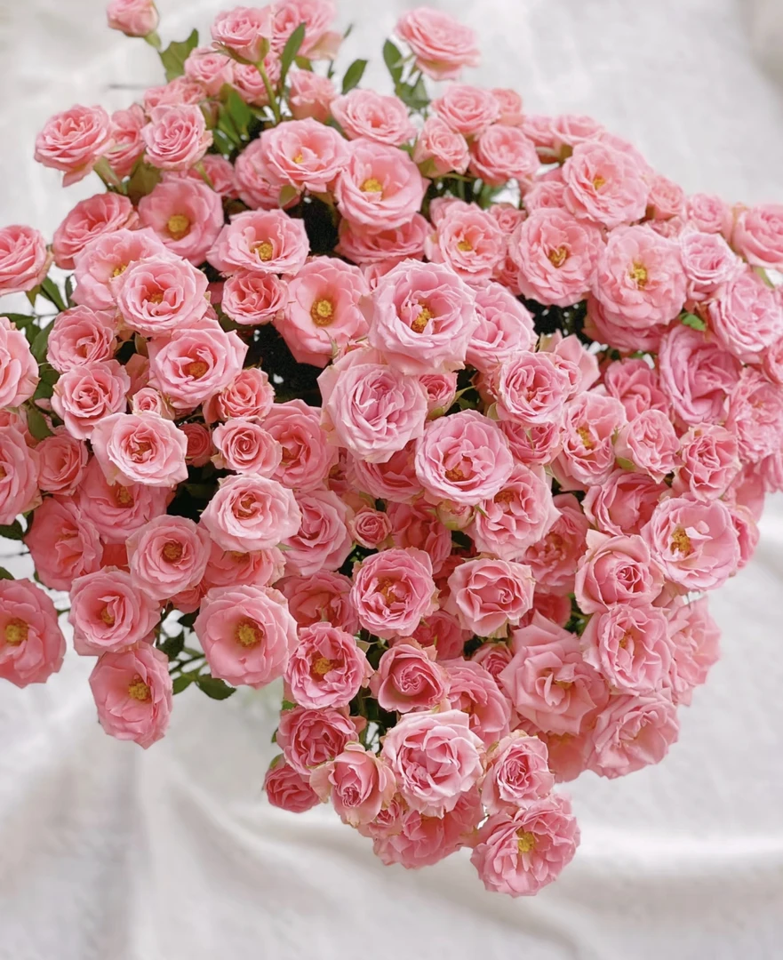 多头玫瑰露露公主  云南基地直发