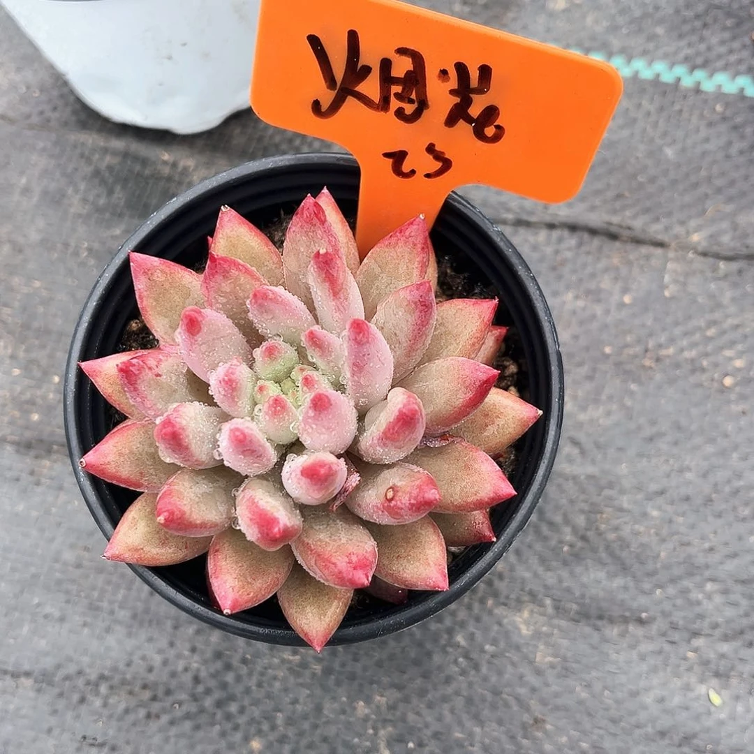 虞美人烟花23号码牌子的