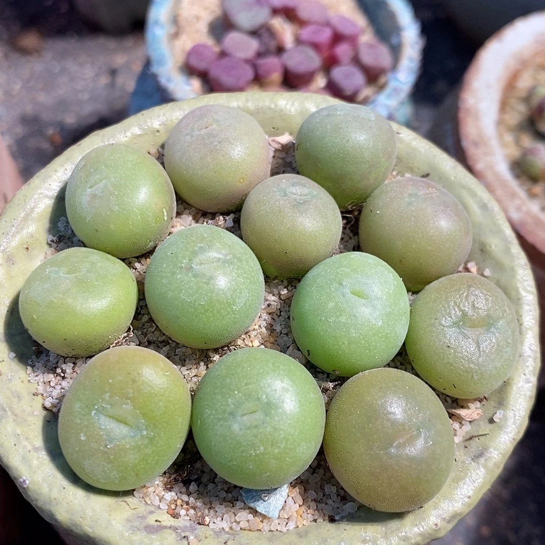 一颗单头孔卡佛。