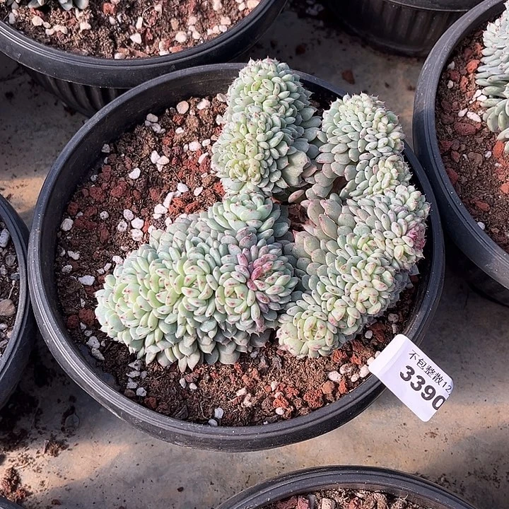 阿雅园艺。     3390白胖子缀