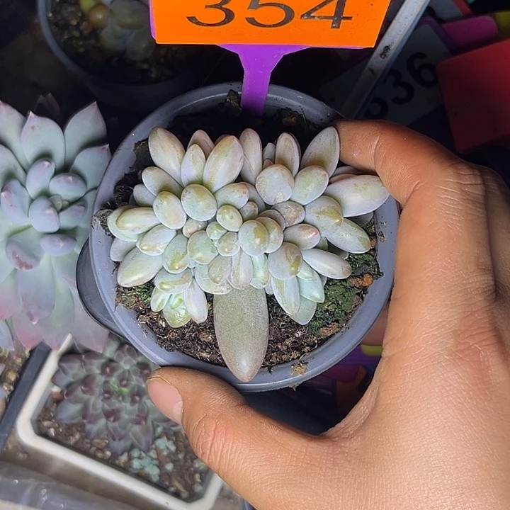 多肉植物白兰地354