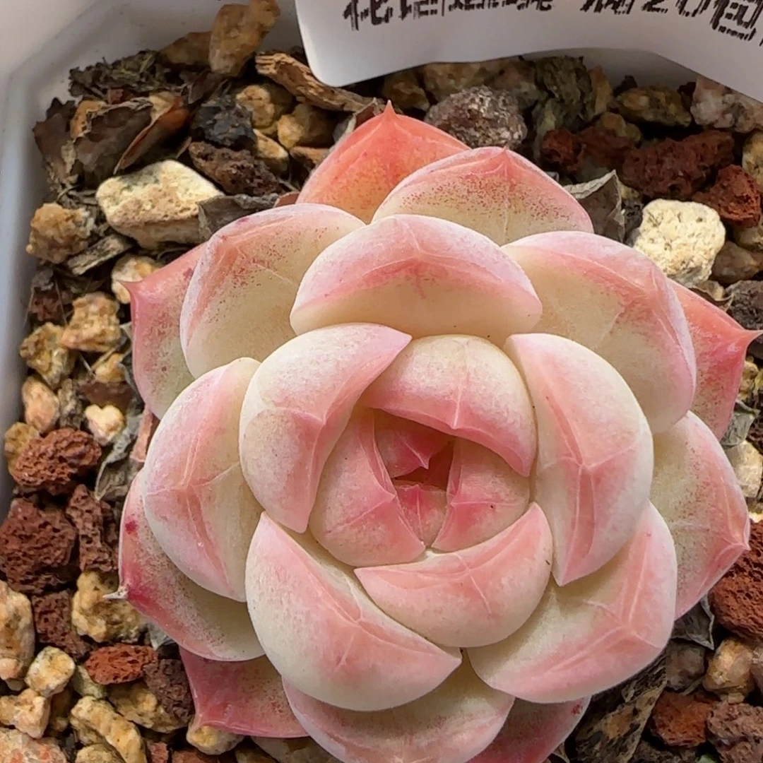 花语逸境0211-330