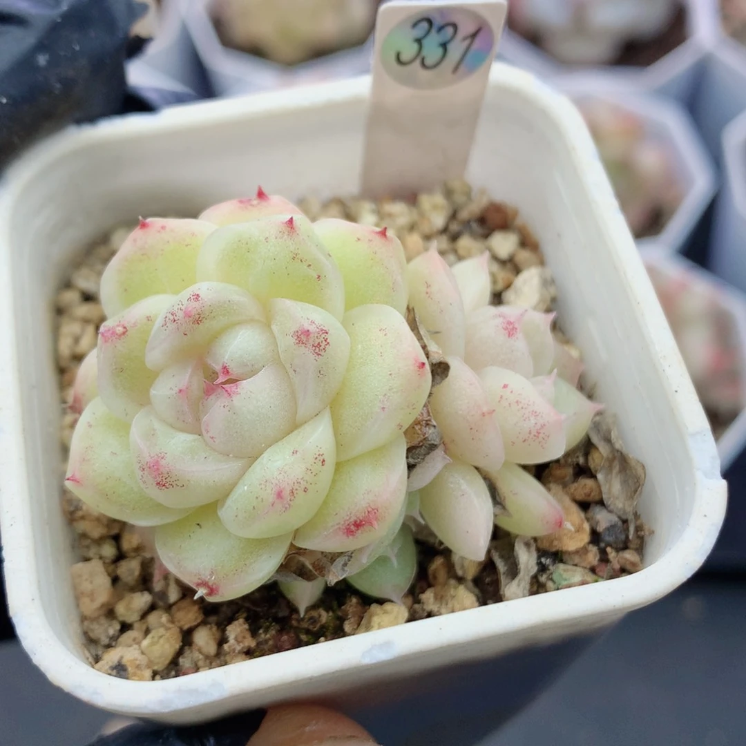 麦秆58包邮  群生不包整331