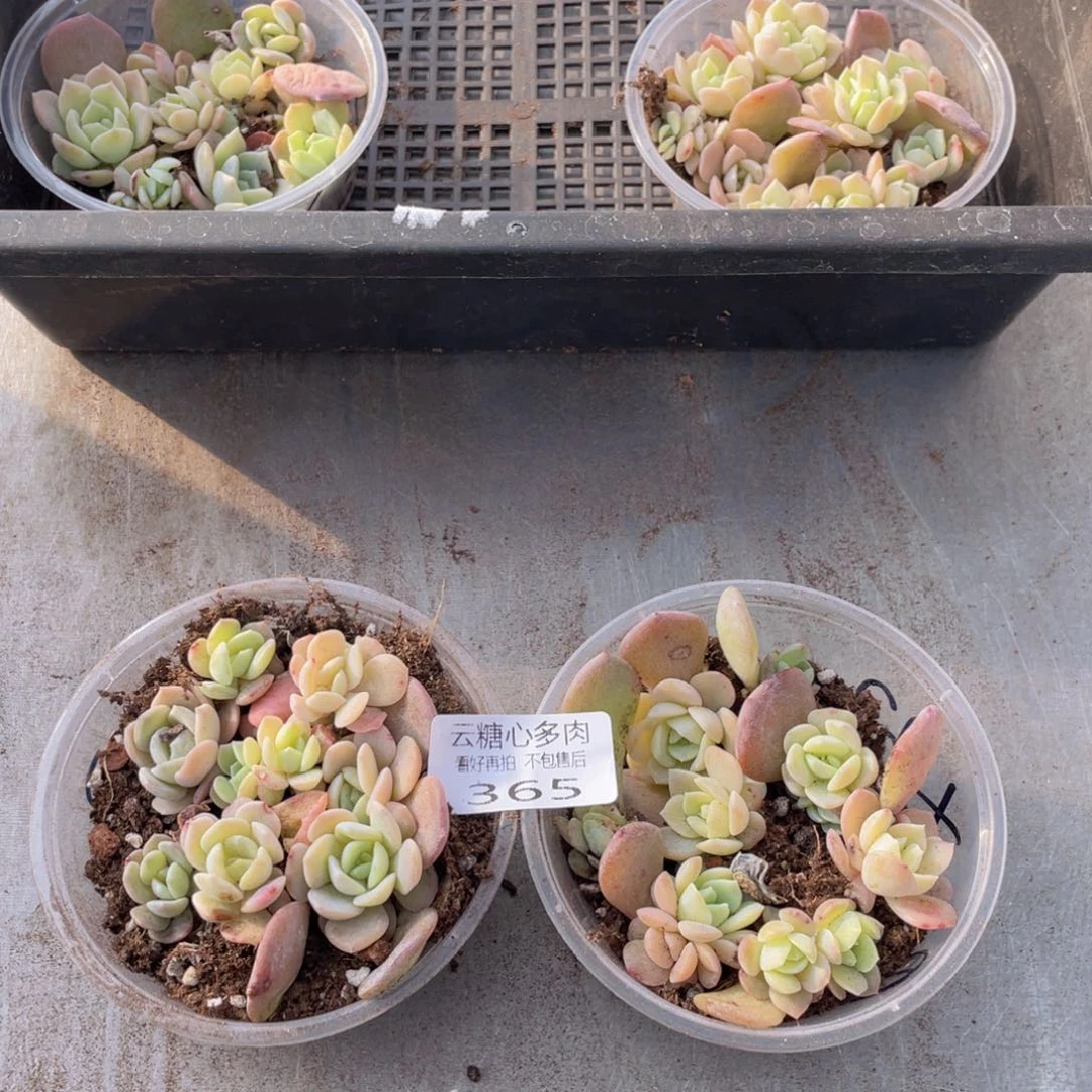 云糖心多肉植物365