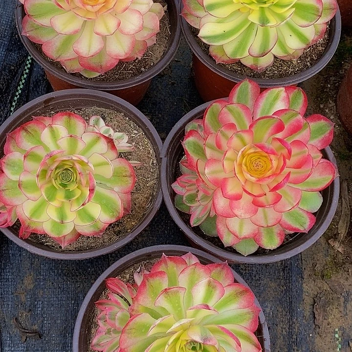 荔枝高锦9.9一颗