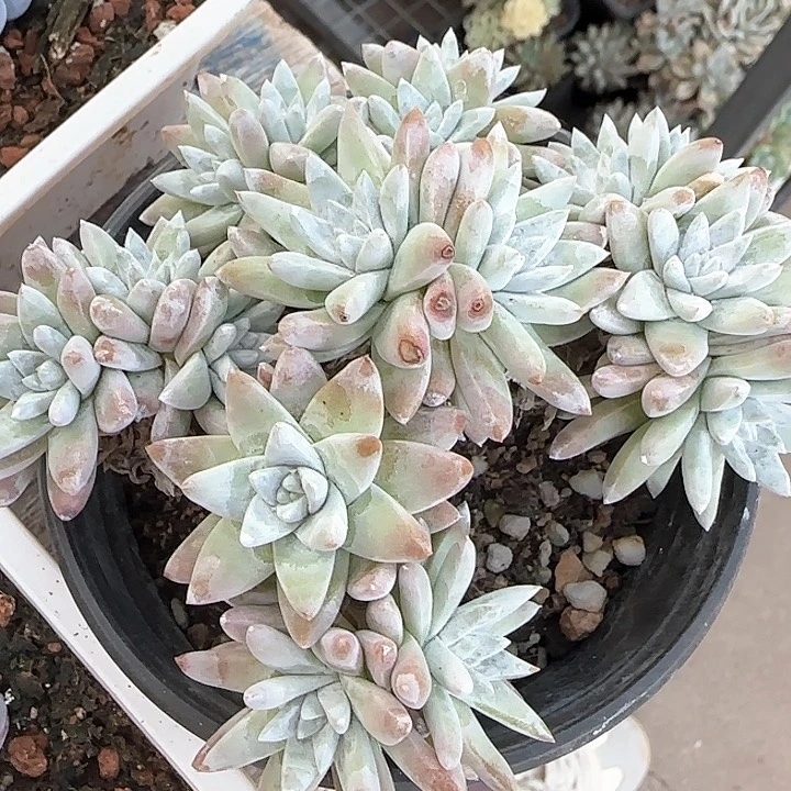 青蛙王子儿童牙膏111