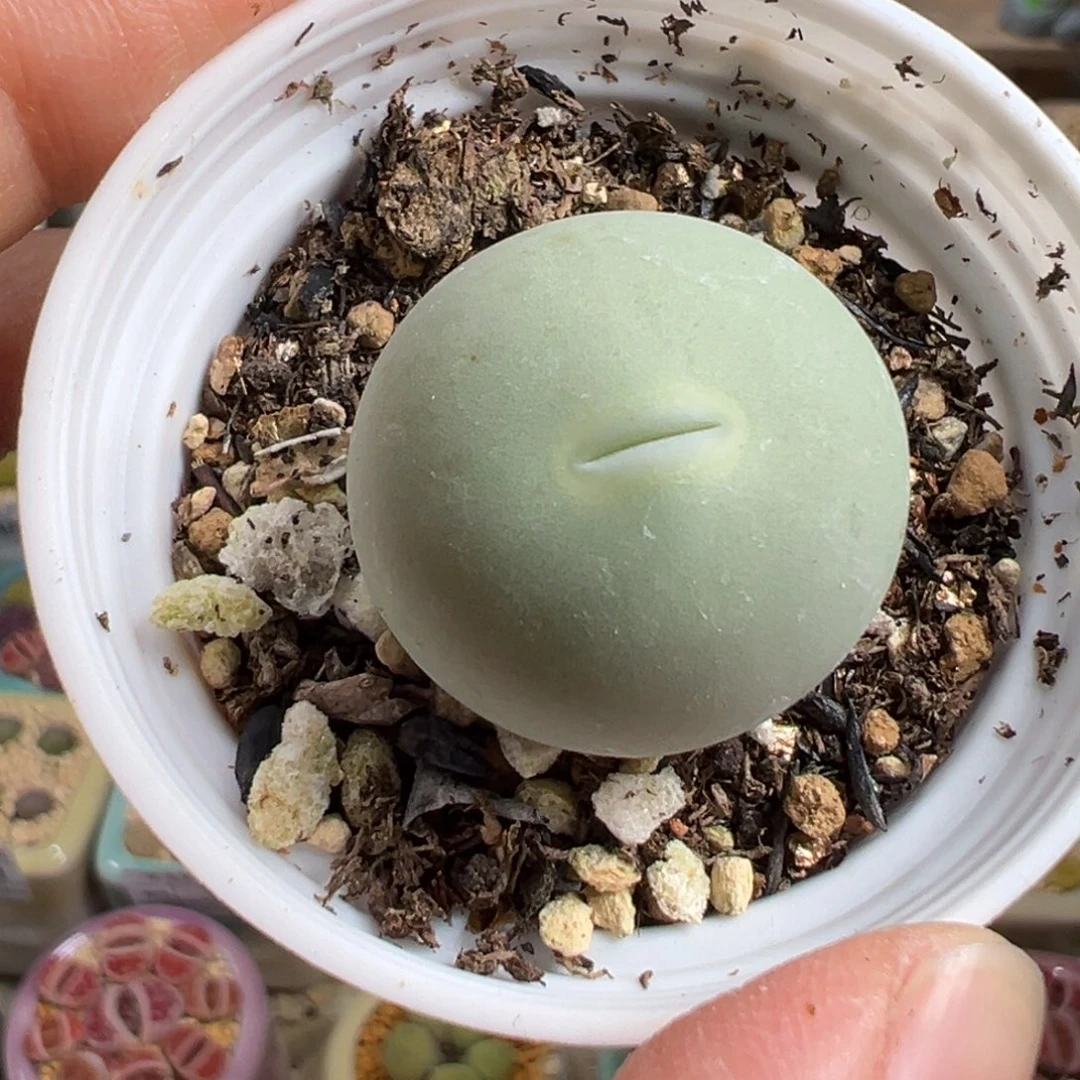 忘***季多肉植物204号鸽子蛋