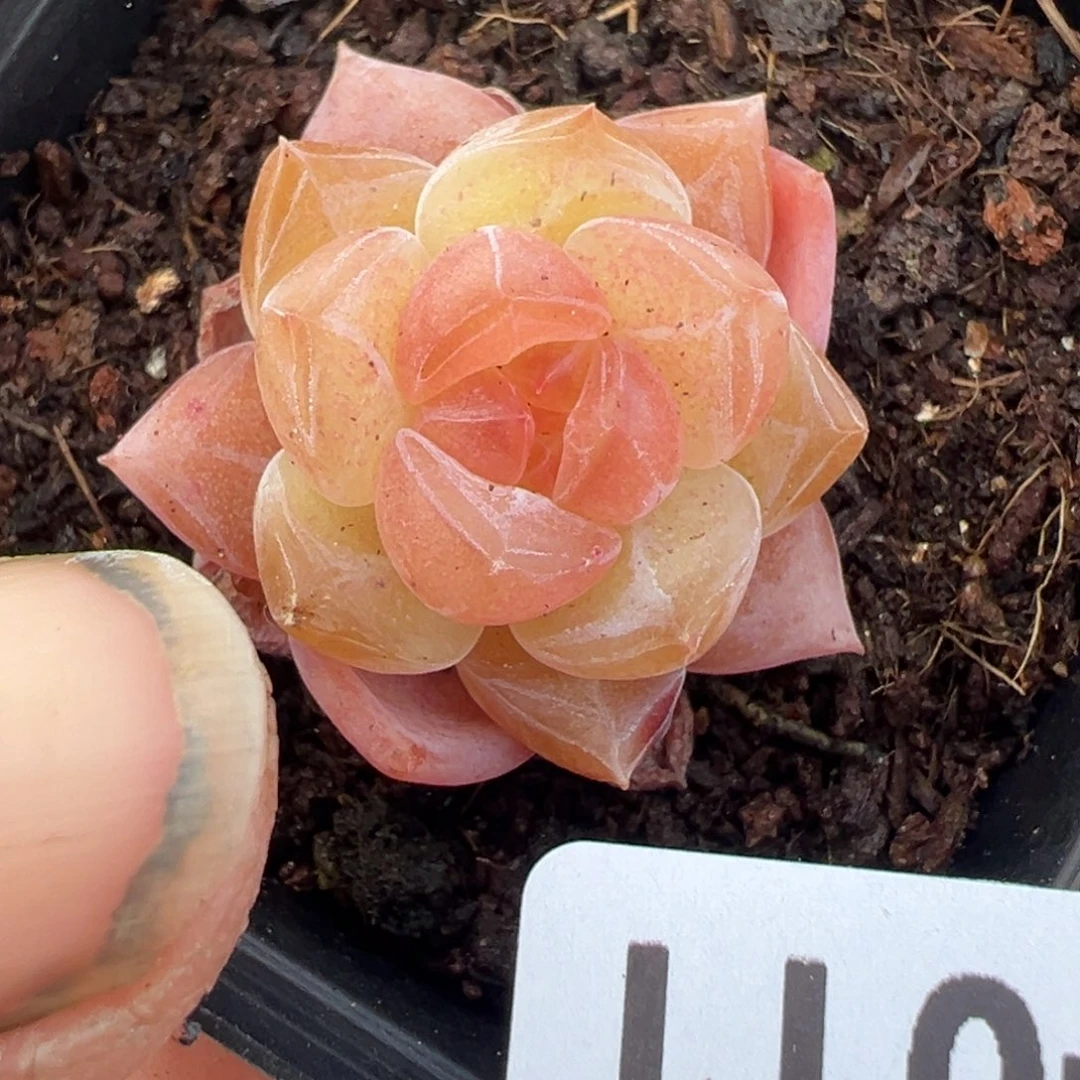 小卡拉米糖心一物一拍14-11