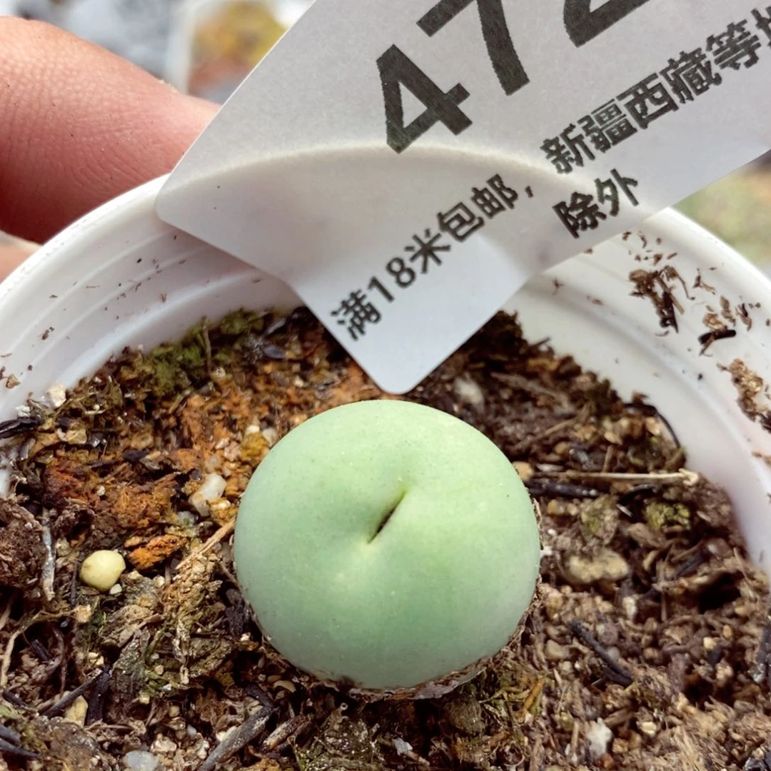 我的小姐姐们都是我的472