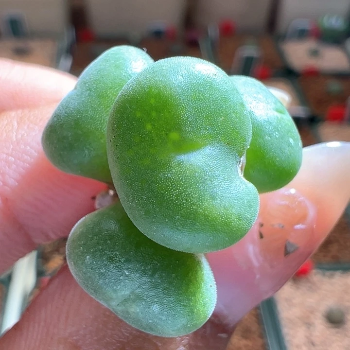 400. 优选绿豆糕。 开播福利。