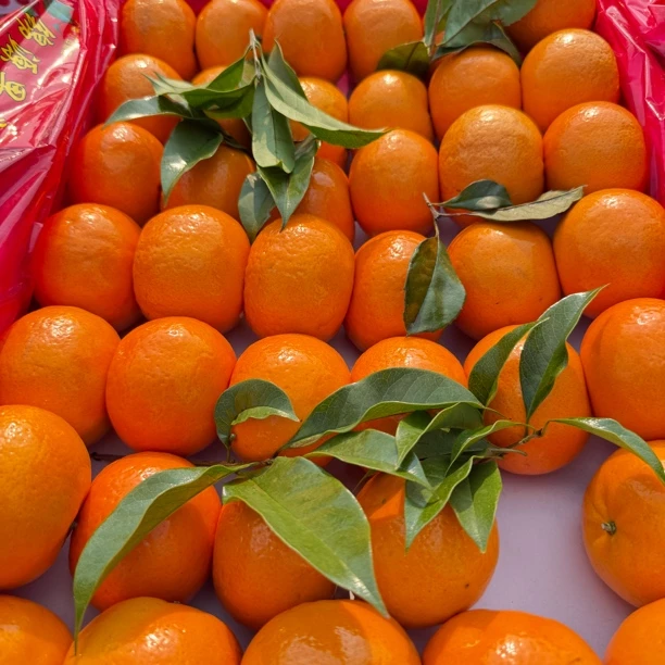 沃柑 5斤装 包邮