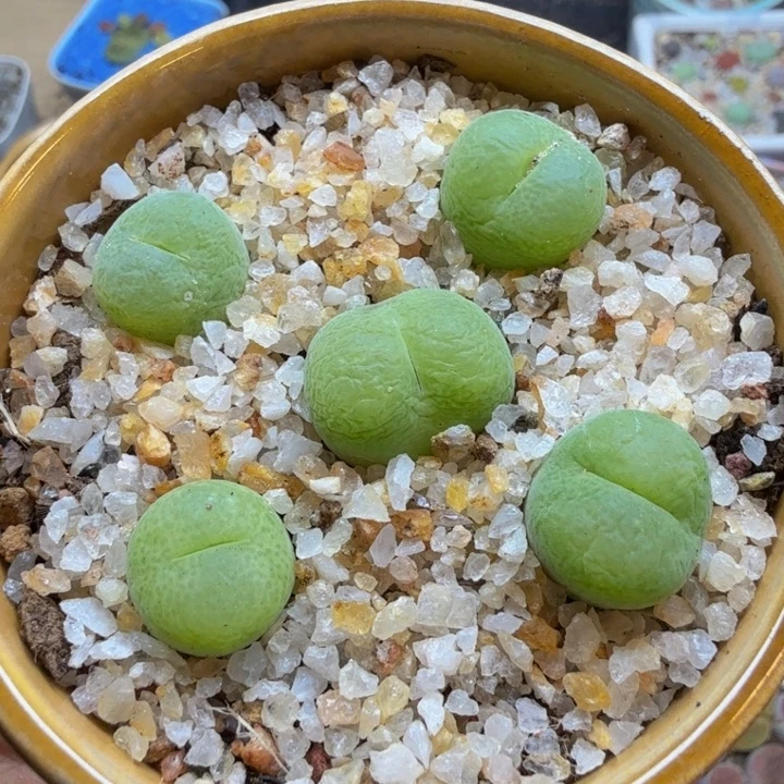 多肉植物的生长发育H20