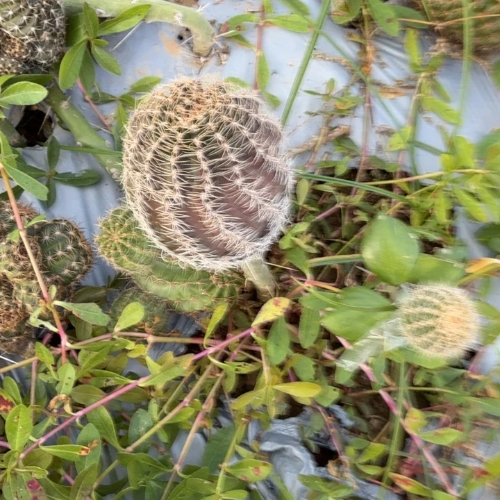 高山丽花仙人球220